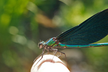 Nahansicht einer Blauflügel-Prachtlibelle