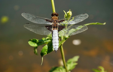Nahansicht einer Libelle - Plattbauch