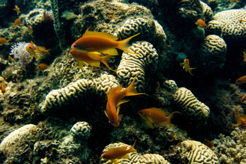 Red sea coral and fish wallpaper