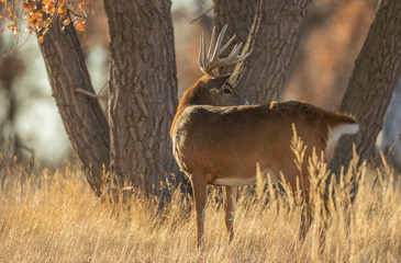 Buck Whitetail Deer During the Fall Rut