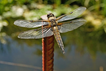 Nahansicht einer Libelle - Vierfleck