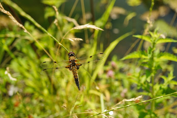 Nahansicht einer Libelle - Vierfleck