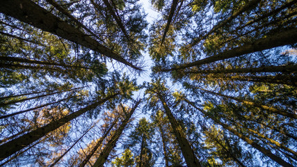 Wald