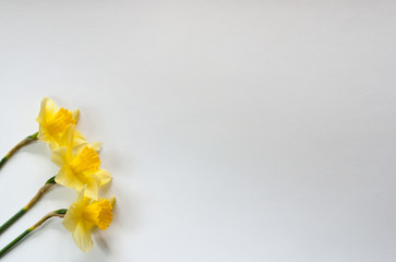 Yellow daffodils on a white background