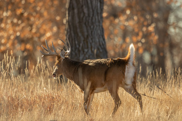 Buck Whitetail Deer During the Fall Rut