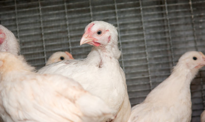 Broiler chickens in a cage at the poultry farm. Industrial production of white meat