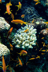 Colorful Coral and Fish in the Red Sea