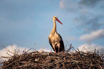 storks and their nests in the spring, a stork is waiting in its nest,