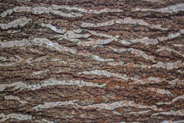 Texture of tree bark.