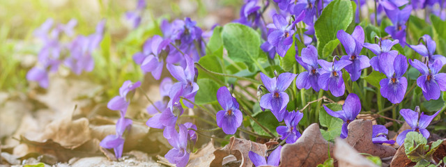 Violet violets (Viola odorata) flowers bloom in the spring forest, closeup, panorama, banner