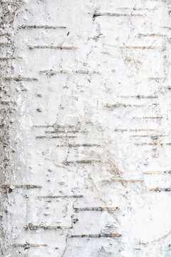 Natural background - the vertical texture of a real birch bark close-up in springtime