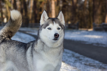 Husky dog on a background of nature.