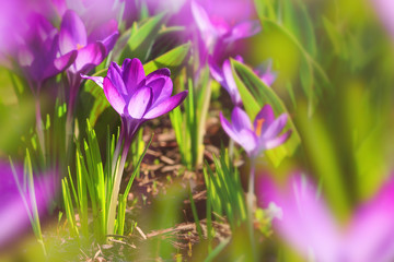 Close-up of blooming spring flowering plant of the Iridaceae  family, violet crocuses, on natural background on a sunny day. Soft selective focus.