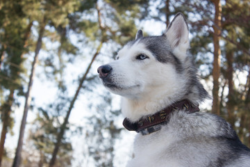 Husky dog on a background of nature.