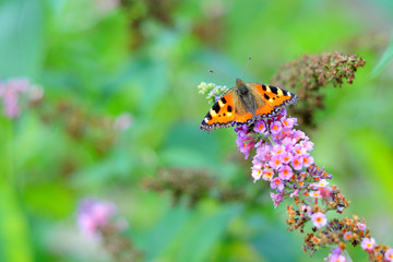 Fototapeta na wymiar Butterfly most likely small tortoiseshell (aglais urticae) on a flower showing his beautiful colors in the summer photo with vibrant colors and bokeh background