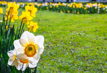 White and Yellow Narcissus Daffodil in a Meadow with Copy Space