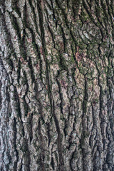 Texture of tree bark.