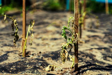 The dried bush of a tomato. The plant withered from lack of water. World Drought. wilted pot plant....