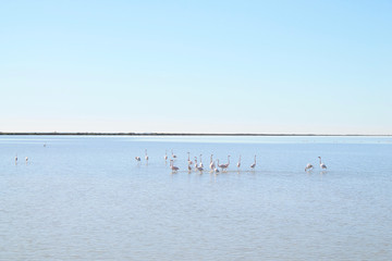 Pink flaming in Villeneuve les Maguelone, a seaside resort in the south of Montpellier, Herault, France