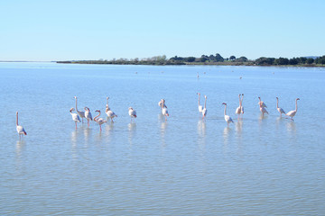 Fototapeta premium Pink flaming in Villeneuve les Maguelone, a seaside resort in the south of Montpellier, Herault, France