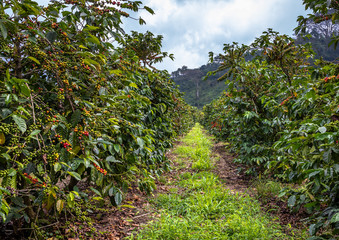 Coffee Beans on Trees. Close up of colorful coffee beans on the tree. Only the deep reds are ready to picked up by hand. Photo taken in a Farm located in Guatemala..