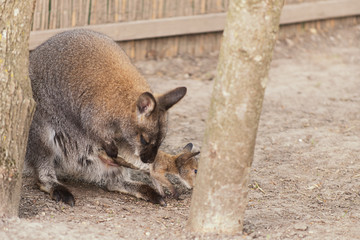 Obraz premium Känguru - Wallaby