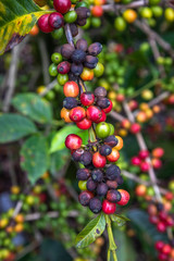 Coffee Beans on Trees. Close up of colorful coffee beans on the tree. Only the deep reds are ready to picked up by hand. Photo taken in a Farm located in Guatemala..