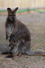Känguru - Wallaby