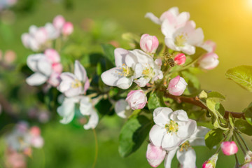 Obraz premium Honey bee pollinating apple blossom. The Apple tree blooms. Spring flowers. toned