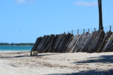 carneiros - pernambuco