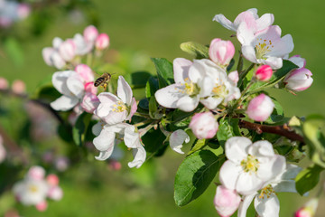Obraz premium Honey bee pollinating apple blossom. The Apple tree blooms. honey bee collects nectar on the flowers apple trees. Bee sitting on an apple blossom. Spring flowers