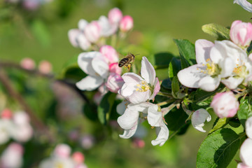 Fototapeta na wymiar Flying bee. Honey bee pollinating apple blossom. The Apple tree blooms. honey bee collects nectar on the flowers apple trees. Bee sitting on an apple blossom. Spring flowers