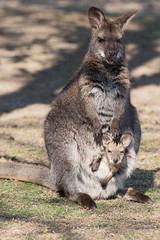 Naklejka na ściany i meble Känguru - Wallaby