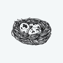 Hand-drawn sketch of quail nest with eggs on a white background. Quail nest. Eggs in the nest