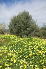 Wild yellow flowers in the field