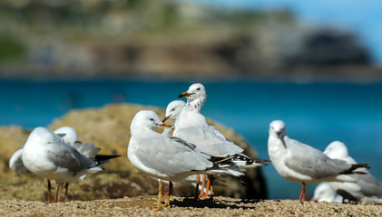 Seagull on the beach