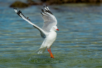 Seagull on the beach