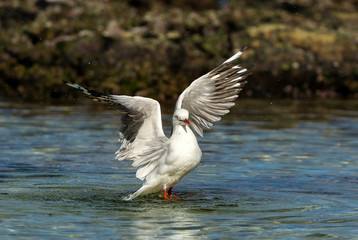 Obraz premium Seagull on the beach