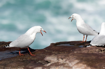 Seagull on the beach