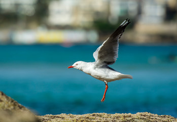 Seagull on the beach