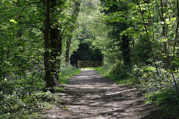 Obraz premium A gate at the end of a woodland path, Ecclesall woods Sheffield England