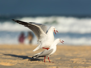 Seagull on the beach