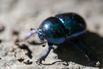Closeup of a Beetle