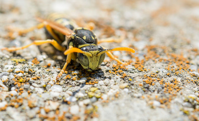 Wasp resting on a rock