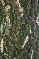 Texture of tree bark.