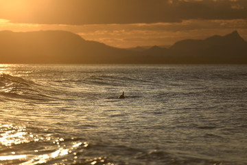 Dolphin at sunset, Byron Bay Australia