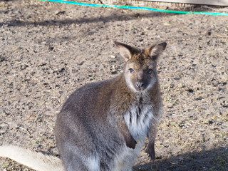 Känguru - Wallaby