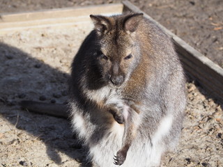 Obraz premium Känguru - Wallaby
