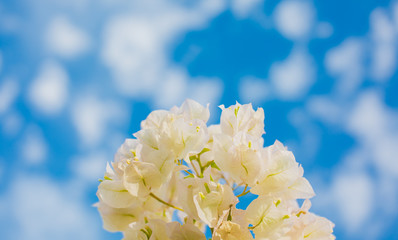 white flowers on the blue sky