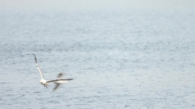 seagulls in city, delta vacaresti bucharest